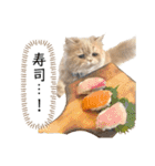 老け顔猫のわたげとご飯（個別スタンプ：19）