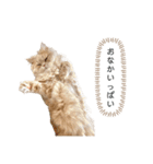 老け顔猫のわたげとご飯（個別スタンプ：20）