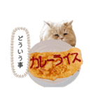 老け顔猫のわたげとご飯（個別スタンプ：21）