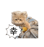 老け顔猫のわたげとご飯（個別スタンプ：22）