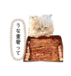 老け顔猫のわたげとご飯（個別スタンプ：23）
