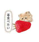 老け顔猫のわたげとご飯（個別スタンプ：24）