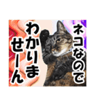 リアルキジトラ❤笑える猫写真12（個別スタンプ：5）