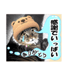 リアルキジトラ❤笑える猫写真12（個別スタンプ：8）