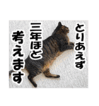 リアルキジトラ❤笑える猫写真12（個別スタンプ：10）