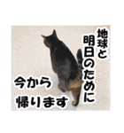 リアルキジトラ❤笑える猫写真12（個別スタンプ：18）