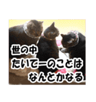 リアルキジトラ❤笑える猫写真12（個別スタンプ：22）