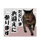 リアルキジトラ❤笑える猫写真12（個別スタンプ：27）