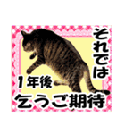 リアルキジトラ❤笑える猫写真12（個別スタンプ：28）