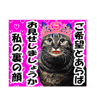 リアルキジトラ❤笑える猫写真12（個別スタンプ：29）