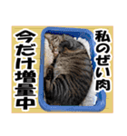 リアルキジトラ❤笑える猫写真12（個別スタンプ：34）