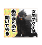 リアルキジトラ❤笑える猫写真12（個別スタンプ：37）