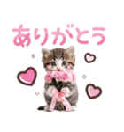 気持ちを伝える♡ねこスタンプ（個別スタンプ：2）