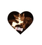 Love❤️cat！！（個別スタンプ：1）