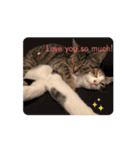 Love❤️cat！！（個別スタンプ：2）