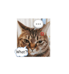Love❤️cat！！（個別スタンプ：7）