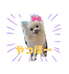 普段のあいさつ 【ポメラニアン編】（個別スタンプ：1）