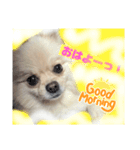 普段のあいさつ 【ポメラニアン編】（個別スタンプ：2）