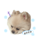 普段のあいさつ 【ポメラニアン編】（個別スタンプ：3）