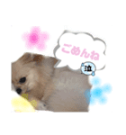 普段のあいさつ 【ポメラニアン編】（個別スタンプ：4）