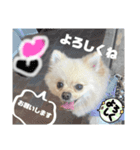 普段のあいさつ 【ポメラニアン編】（個別スタンプ：5）