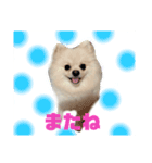 普段のあいさつ 【ポメラニアン編】（個別スタンプ：6）