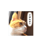 毎日ニャンコス（個別スタンプ：1）