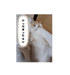 毎日ニャンコス（個別スタンプ：3）