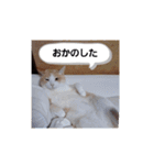 毎日ニャンコス（個別スタンプ：5）