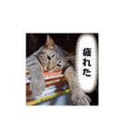 毎日ニャンコス（個別スタンプ：6）
