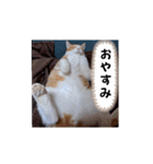 毎日ニャンコス（個別スタンプ：7）