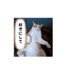 毎日ニャンコス（個別スタンプ：9）