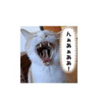 毎日ニャンコス（個別スタンプ：10）