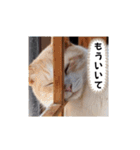 毎日ニャンコス（個別スタンプ：11）