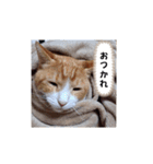 毎日ニャンコス（個別スタンプ：13）