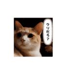 毎日ニャンコス（個別スタンプ：15）