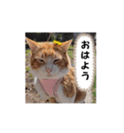 毎日ニャンコス（個別スタンプ：17）