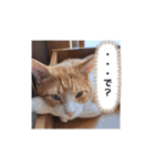 毎日ニャンコス（個別スタンプ：18）