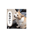 毎日ニャンコス（個別スタンプ：19）