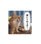 毎日ニャンコス（個別スタンプ：20）