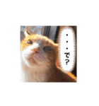 毎日ニャンコス（個別スタンプ：22）