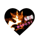ミックス猫スタンプ❤️（個別スタンプ：1）