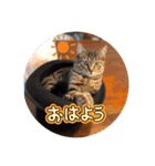 ミックス猫スタンプ❤️（個別スタンプ：2）