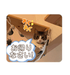 ミックス猫スタンプ❤️（個別スタンプ：5）