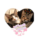 ミックス猫スタンプ❤️（個別スタンプ：6）