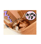 ミックス猫スタンプ❤️（個別スタンプ：7）