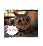 ミックス猫スタンプ❤️（個別スタンプ：9）