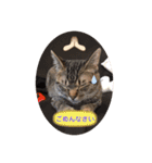 ミックス猫スタンプ❤️（個別スタンプ：11）
