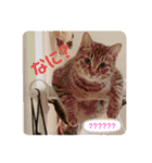 ミックス猫スタンプ❤️（個別スタンプ：12）