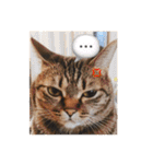 ミックス猫スタンプ❤️（個別スタンプ：13）